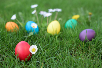 Easter hunt - colored hen eggs in the grass
