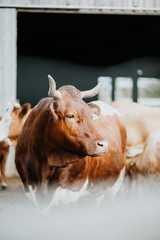 Glückliche Kuh auf Bauernhof