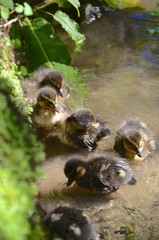 Group of cute ducklings on a river