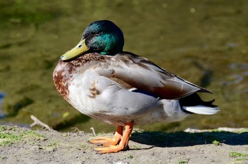 Mallard duck at the riverside