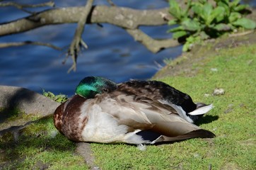 Mallard duck sleeping at the riverside
