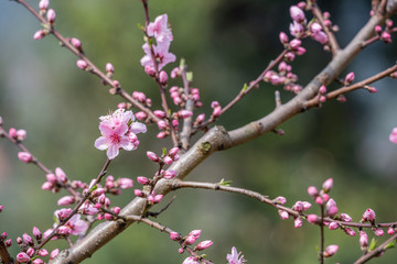 Peach blossom tree flowers close-up in spring in LongQuanYi mountains, Chengdu, China