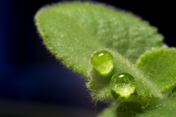 closeup water drop on green leaf. Macro photo
