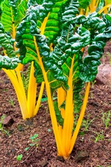 Swiss Chard, rainbow colors vegetable in a plantation.