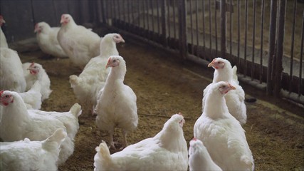 Indoors chicken farm, chicken feeding. Broilers in the barn