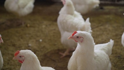 Indoors chicken farm, chicken feeding. Broilers in the barn