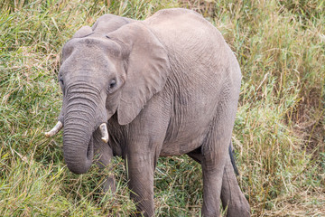 African elephant eating grass.