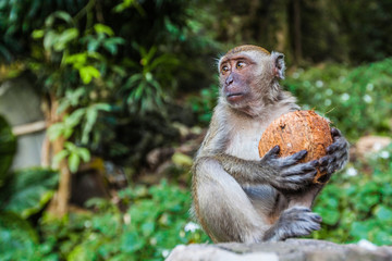 Monkey eating a coconut