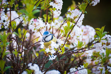 kleine Blaumeise zwischen blüten