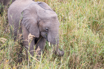 African elephant eating grass.
