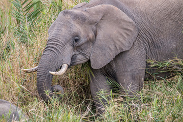 African elephant eating grass.