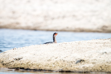 Reed cormorant swimming near the beach.