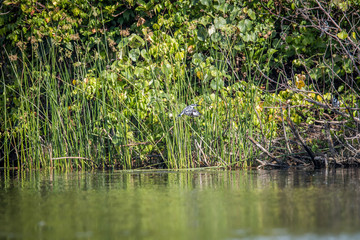 Pied kingfisher flying over the water.