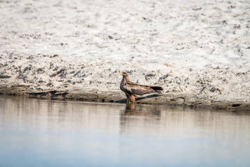 Yellow-billed kite standing in the water.