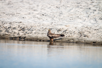 Yellow-billed kite standing in the water.