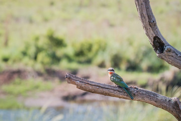 White-fronted bee-eater on a branch.