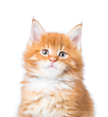 Maine Coon kitten