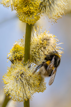 A bumblebee (the great bumblebee Bombus magnus) nectar sucks on pussy-willow. Concept: nature and insects