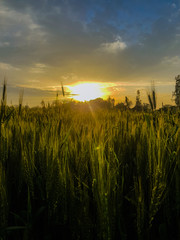 sunset over wheat field