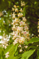 blooming bunch of chestnut and green leaves