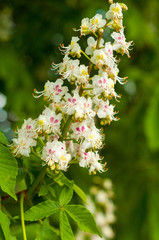 bunch of white with yellow and pink color, horse chestnut flowers on the background of green leaves