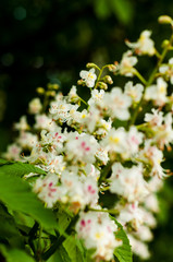 blooming bunch of chestnut and green leaves