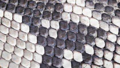 Structure natural snake skin pattern. Piton skin background. Python skin texture background. The...
