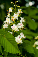 close-up of a bunch of white with yellow and pink color, horse chestnut flowers on the background of green leaves