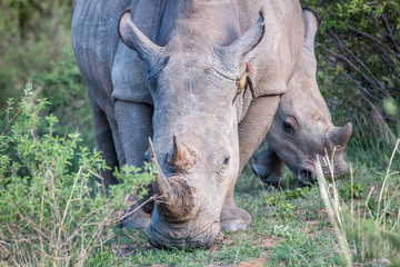 Naklejka na ściany i meble Close up of a White rhino in the grass.