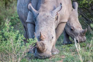 Close up of a White rhino in the grass.