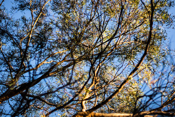 tree branches at sunset