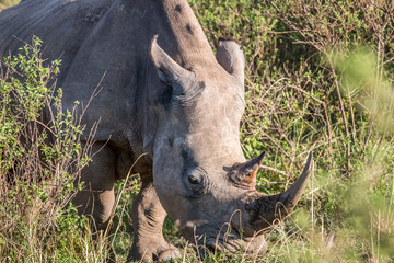 Close up of a White rhino in the grass.