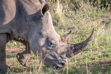 Close up of a White rhino in the grass.