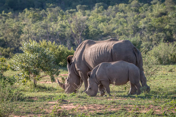 Fototapeta premium White rhino mother and baby in the grass.