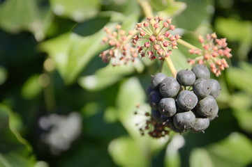 closeup of ivy berries in blue colors