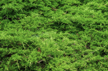 Fototapeta premium horizontal background of thin young green thuja twigs close-up