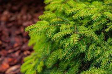 young pine tree with young green needles