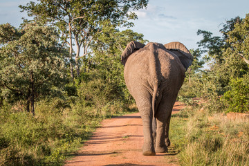 Big Elephant bull walking away from the camera.