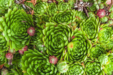 background of young green and small purple succulent plants. Sempervivum beetle known as Stone Rose.