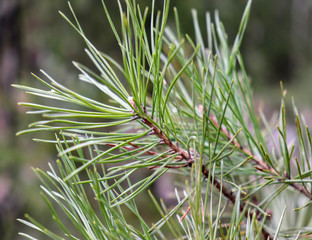 Ветка молодой сосны