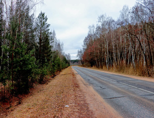 Дорога в лесу