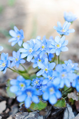 Background of field bright and beautiful blue flowers