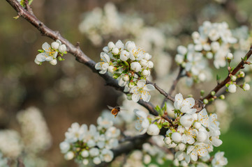 Fototapeta premium Flowering branch of apple tree on a background of grass and foliage close up