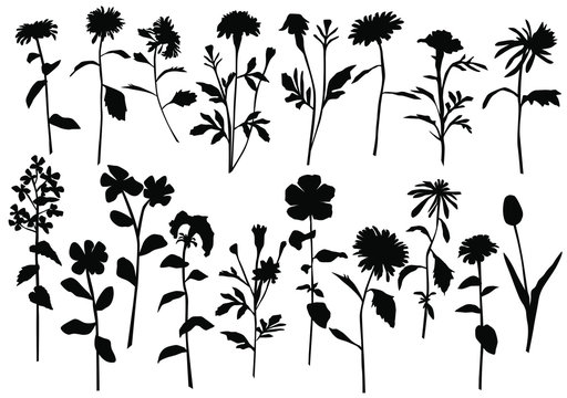 Silhouette spring and summer forest and garden wild flowers isolated on white Vector illustration of the nature of the flower in spring and summer in the garden, dandelion, chamomile, black 