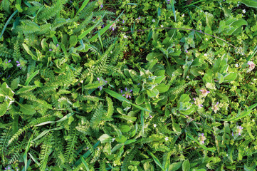 background of various green plants and small field flowers of white and purple color