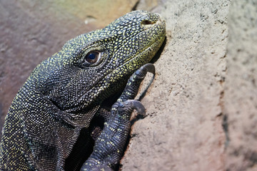 Big lizard looking