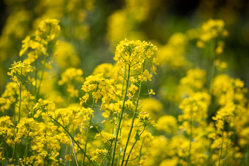Rape flowers close-up in spring in LongQuanYi mountains, Chengdu, China
