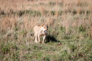 Lion walking towards the camera.