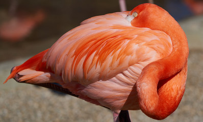 Flamingo pink bird