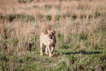 Lion walking towards the camera.